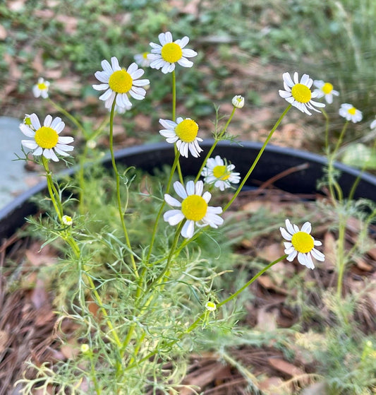 Featured Herb  |  Chamomile